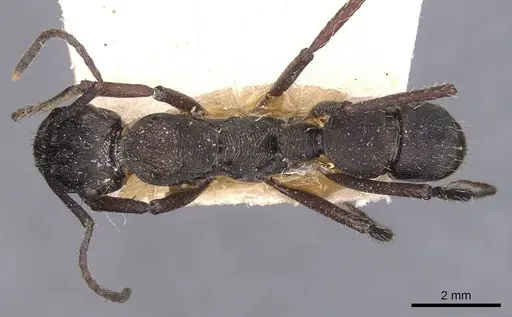 Ectatomma permagnum - CASENT0907183