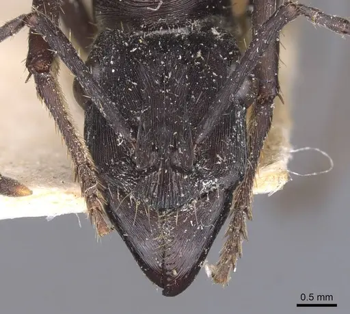 Ectatomma permagnum - CASENT0907183