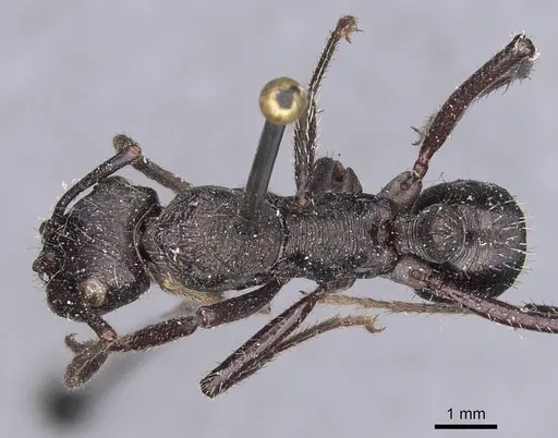 Ectatomma permagnum - CASENT0907184