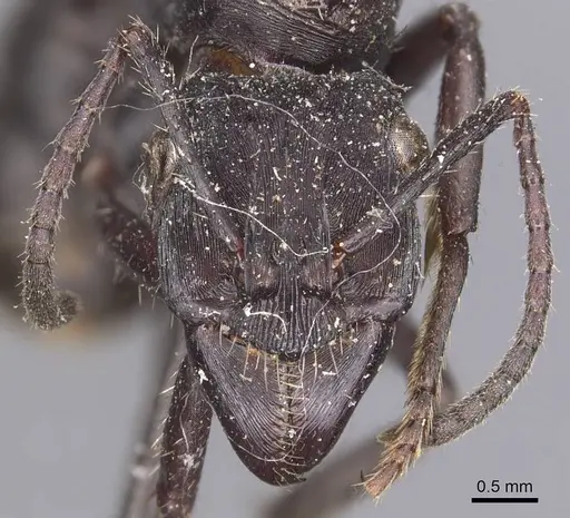 Ectatomma permagnum - CASENT0907184