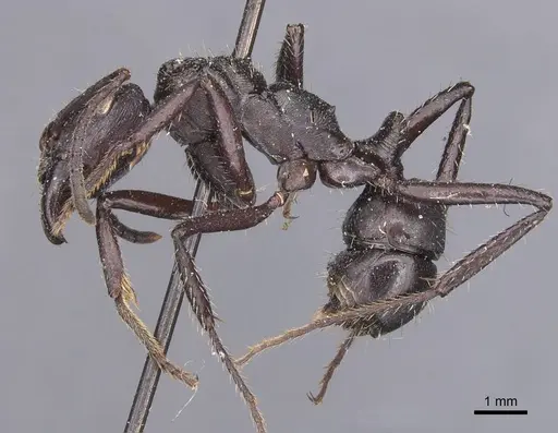 Ectatomma permagnum - CASENT0907184