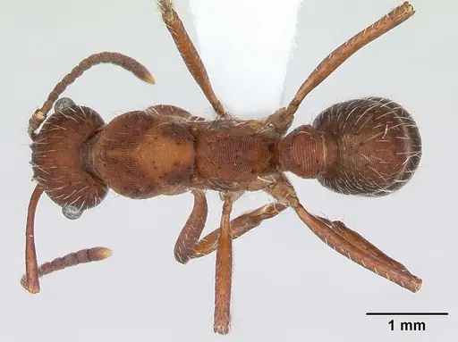 Ectatomma planidens specimen