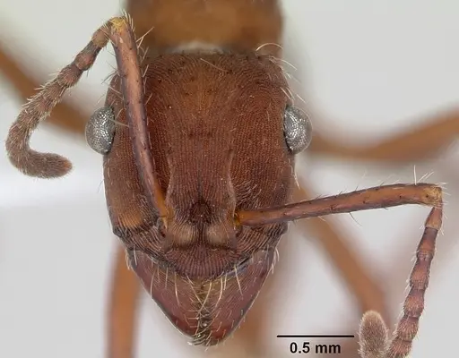 Ectatomma planidens specimen