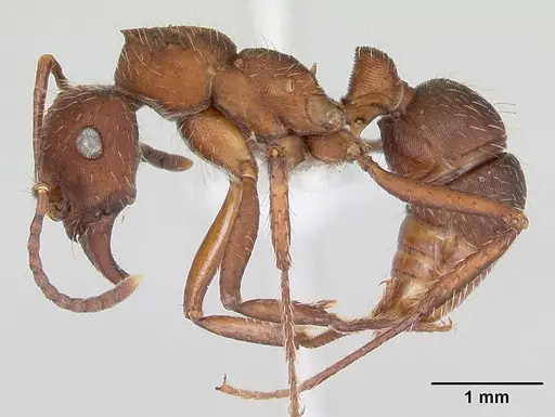 Ectatomma planidens specimen