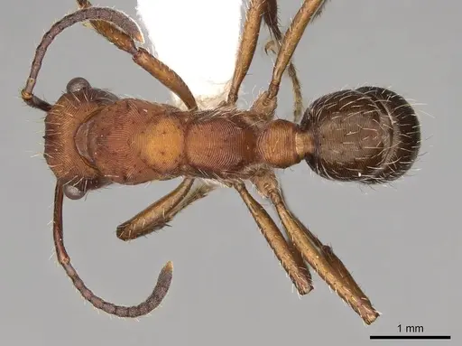 Ectatomma planidens - CASENT0281508