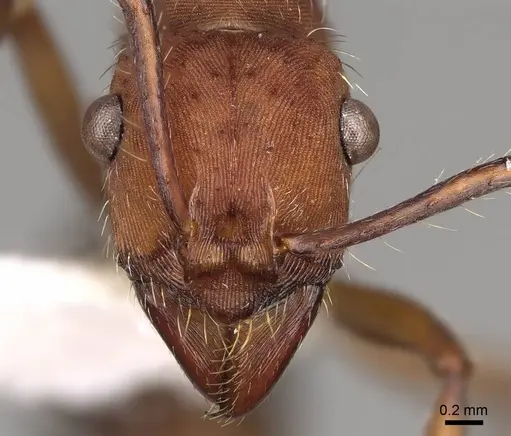 Ectatomma planidens - CASENT0281508