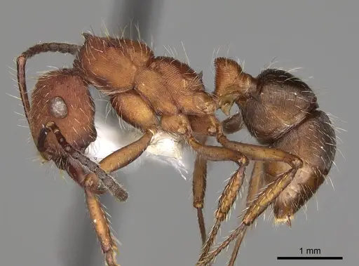 Ectatomma planidens - CASENT0281508