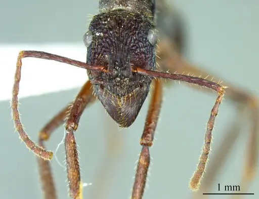 Ectatomma ruidum specimen