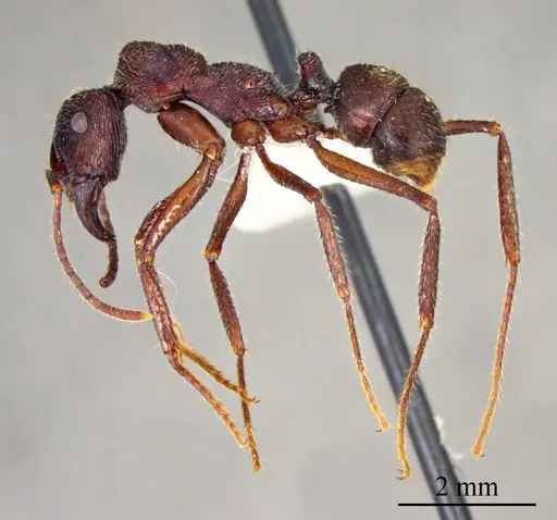 Ectatomma ruidum specimen