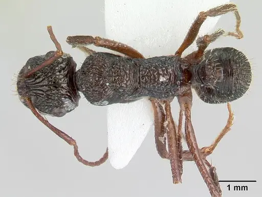 Ectatomma ruidum - CASENT0178705