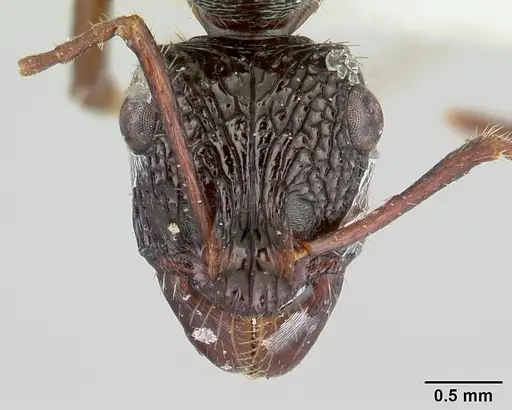 Ectatomma ruidum - CASENT0178705