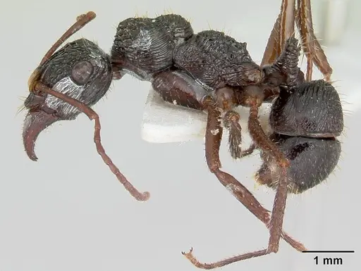 Ectatomma ruidum - CASENT0178705