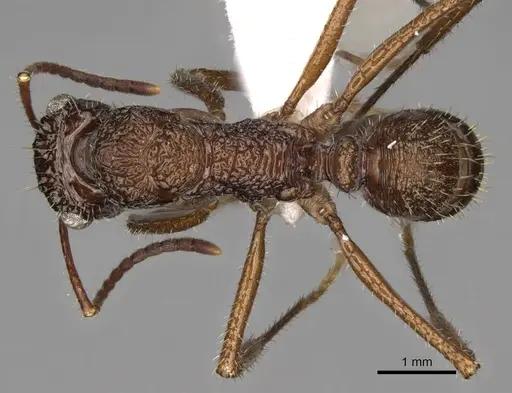 Ectatomma ruidum - CASENT0281509