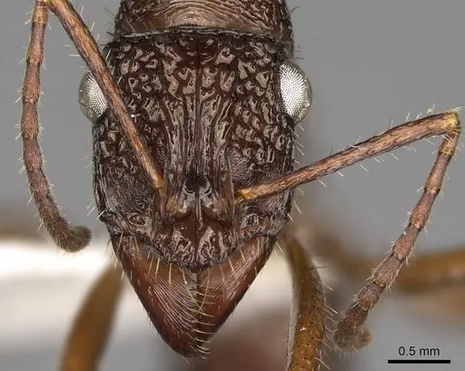 Ectatomma ruidum - CASENT0281509