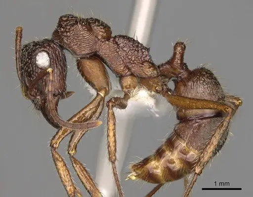 Ectatomma ruidum - CASENT0281509