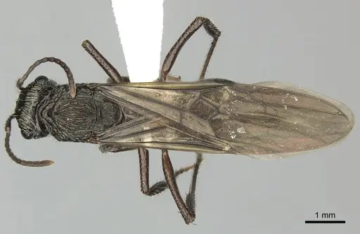 Ectatomma ruidum - CASENT0614453