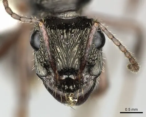 Ectatomma ruidum - CASENT0614453