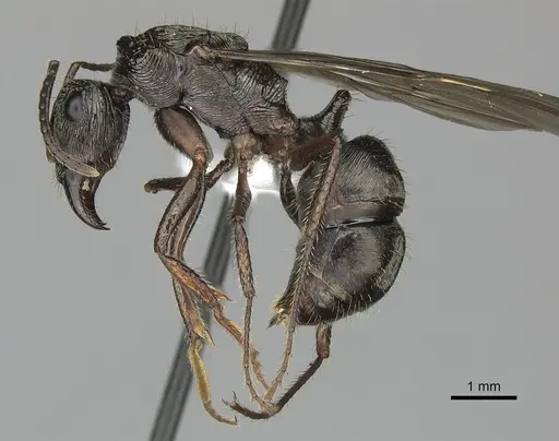 Ectatomma ruidum - CASENT0614453