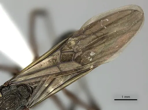 Ectatomma ruidum - CASENT0614453