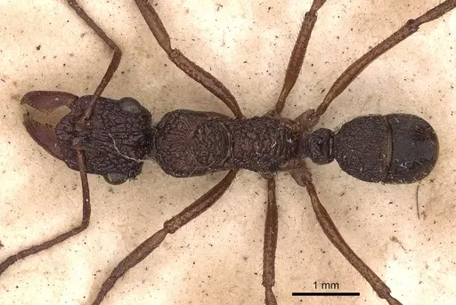 Ectatomma ruidum - CASENT0900513