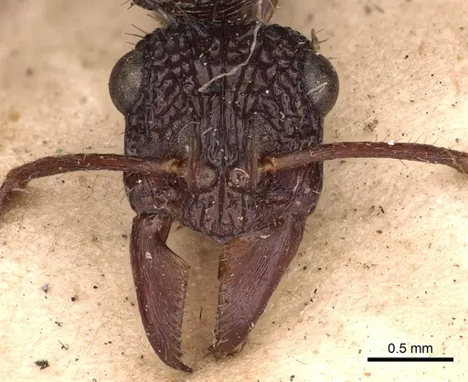 Ectatomma ruidum - CASENT0900513