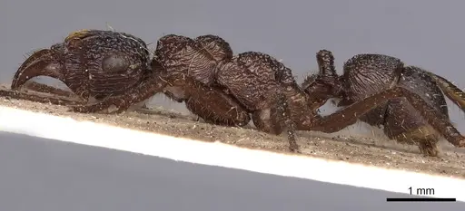 Ectatomma ruidum - CASENT0900513