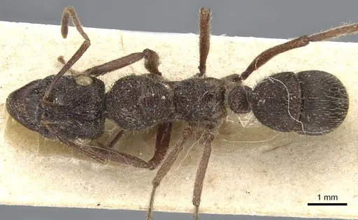 Ectatomma ruidum - CASENT0903841