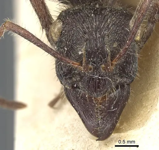 Ectatomma ruidum - CASENT0903841