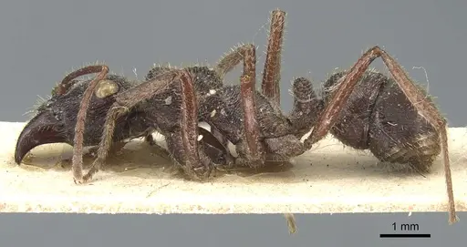 Ectatomma ruidum - CASENT0903841