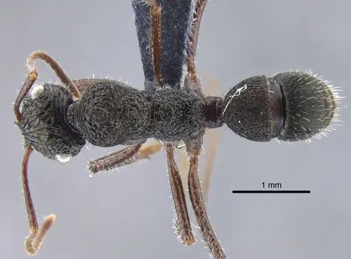 Ectatomma ruidum - CBUMAGENT41742