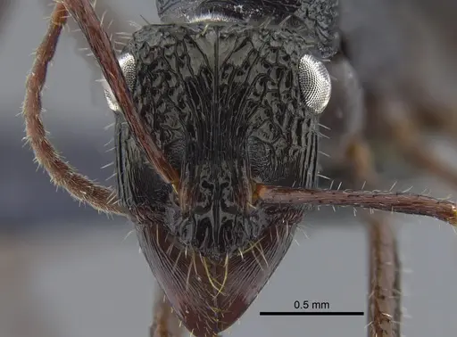 Ectatomma ruidum - CBUMAGENT41742