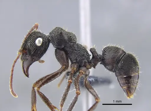 Ectatomma ruidum - CBUMAGENT41742