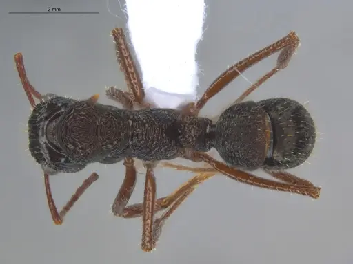 Ectatomma ruidum - ECOFOG-BOUM-0502-02