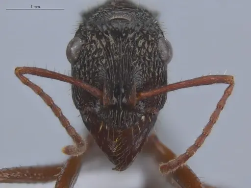 Ectatomma ruidum - ECOFOG-BOUM-0502-02