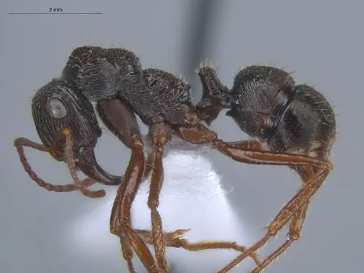 Ectatomma ruidum - ECOFOG-BOUM-0502-02