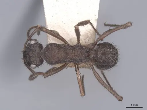 Ectatomma ruidum - FMNHINS0000045631