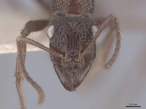 Ectatomma ruidum - FMNHINS0000045631