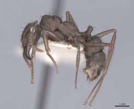 Ectatomma ruidum - FMNHINS0000045631