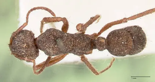 Ectatomma ruidum - FOCOL0875