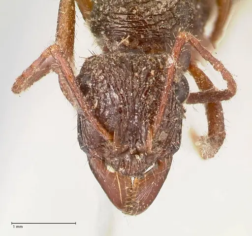 Ectatomma ruidum - FOCOL0875