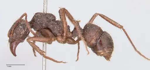 Ectatomma ruidum - FOCOL0875