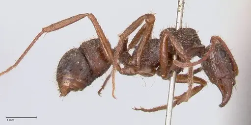 Ectatomma ruidum - FOCOL0875