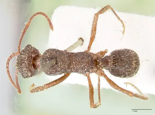 Ectatomma ruidum - FOCOL0876