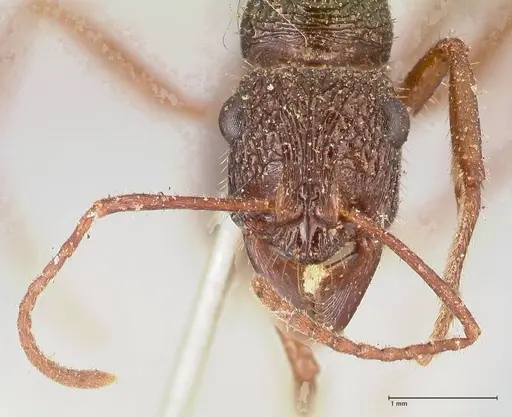 Ectatomma ruidum - FOCOL0876