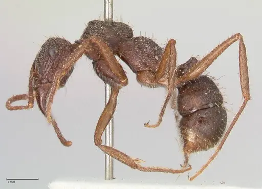 Ectatomma ruidum - FOCOL0876