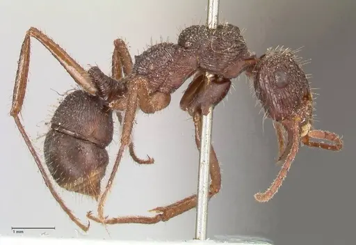 Ectatomma ruidum - FOCOL0876