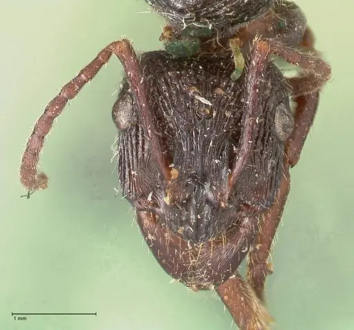 Ectatomma ruidum - FOCOL0877