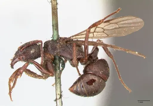 Ectatomma ruidum - FOCOL0877