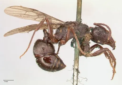 Ectatomma ruidum - FOCOL0877