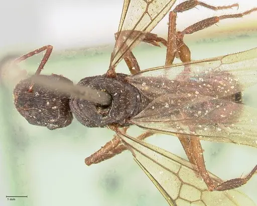 Ectatomma ruidum - FOCOL0878